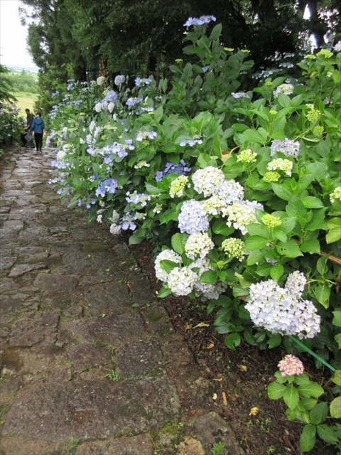 出塩文殊堂と村木沢アジサイ祭り 山形市 山形県 の旅行記 ブログ By チビシロさん フォートラベル 出塩文殊堂と村木沢アジサイ祭り 山形市 山形県 の旅行記 ブログ By チビシロさん フォートラベル