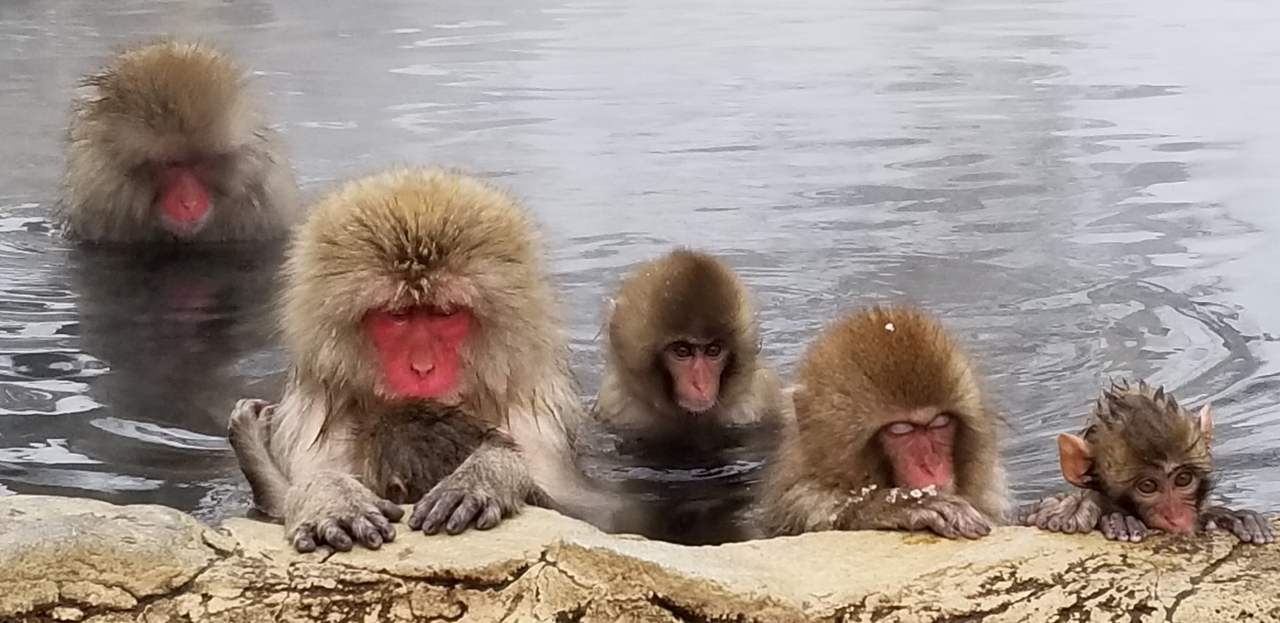 トクだ値 第10弾 地獄谷温泉後楽館に泊まってきました スノーモンキー満喫の旅 湯田中渋温泉郷 志賀高原 長野県 の旅行記 ブログ By タブラオさん フォートラベル トクだ値 第10弾 地獄谷温泉後楽館に泊まってきました スノーモンキー満喫の旅 湯田中渋温泉郷 志賀高原 長野県 の旅行記 ブログ By タブラオさん フォートラベル
