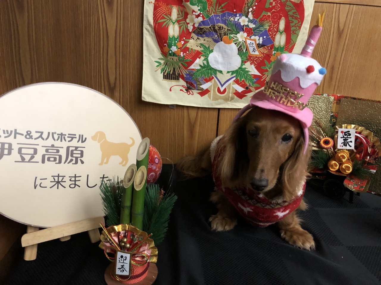 所用でしたが 娘たちとペット スパ伊豆高原に１泊しました 伊豆高原 静岡県 の旅行記 ブログ By Jmb Srさん フォートラベル