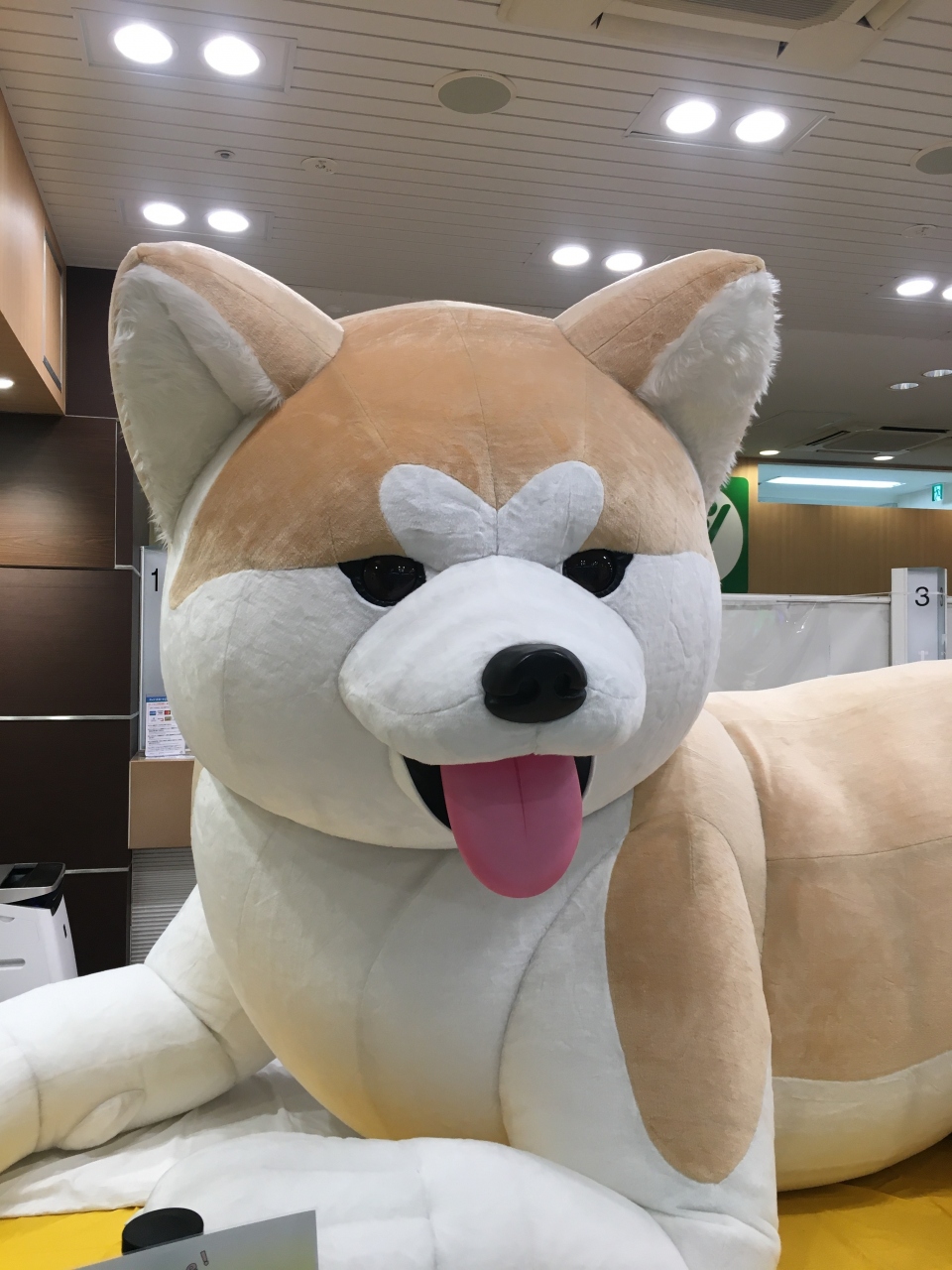 八王子駅みどりの窓口にいる巨大秋田犬に会いに行く 高尾 八王子 東京 の旅行記 ブログ By たまさん フォートラベル 八王子駅みどりの窓口にいる巨大秋田犬に会いに行く 高尾 八王子 東京 の旅行記 ブログ By たまさん フォートラベル