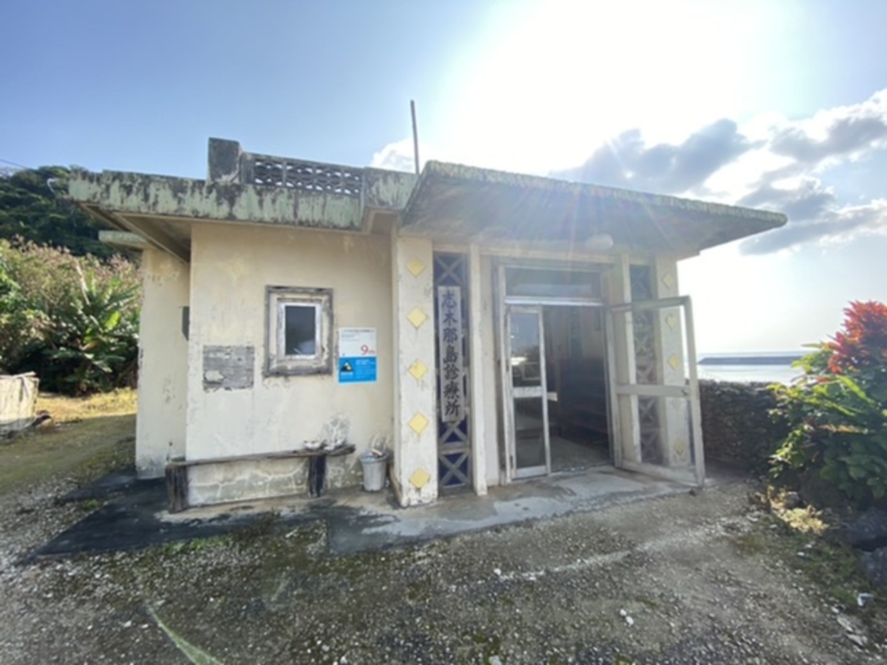 与那国島クルチ盆栽！激レア。 約40年前に与那国島から船で