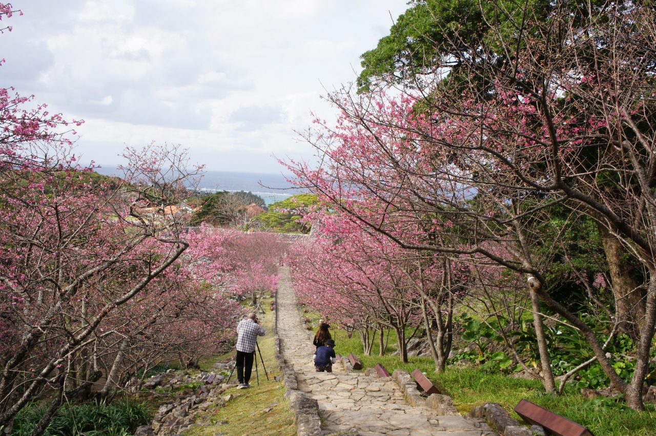 一足お先に桜開花 やんばるの休日 美ら海 本部 今帰仁 沖縄県 の旅行記 ブログ By Fumikaさん フォートラベル