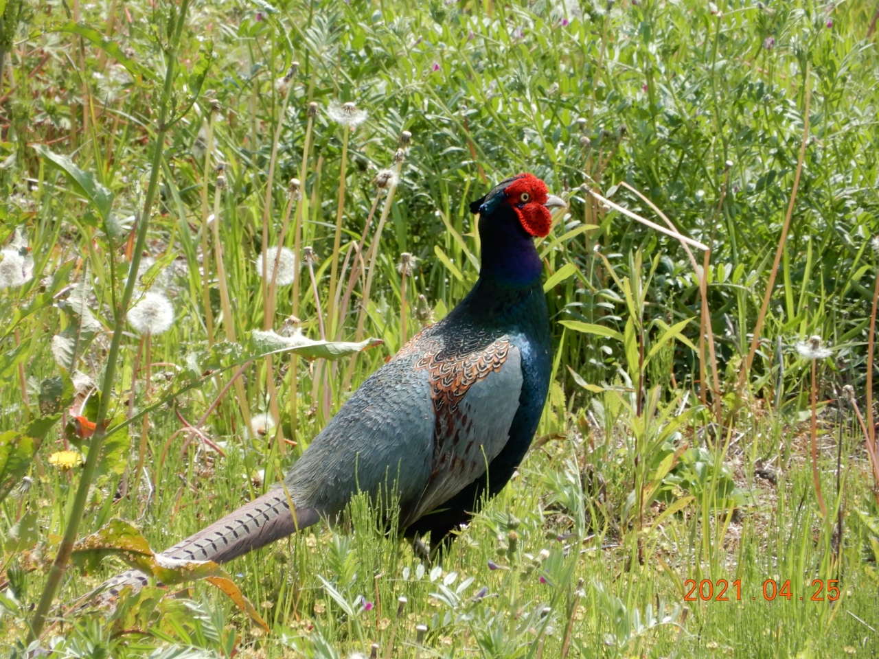 大堀川の野鳥2021 柏 流山 千葉県 の旅行記 ブログ By 城megrist Kazさん フォートラベル 大堀川の野鳥2021 柏 流山 千葉県 の旅行記 ブログ By 城megrist Kazさん フォートラベル
