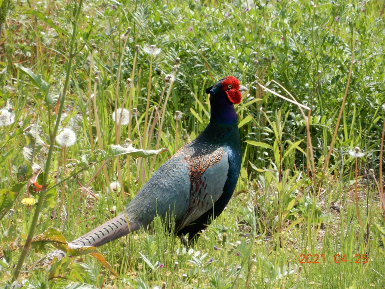 大堀川の野鳥２０２１ 柏 流山 千葉県 の旅行記 ブログ By 城megrist Kazさん フォートラベル