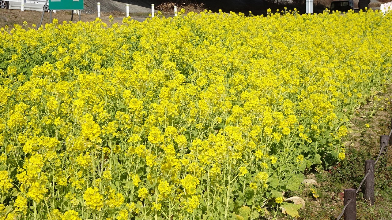 武庫川の河川敷で菜の花が見頃だと 新聞に出ていたので 出かけました その１ 西宮 芦屋 兵庫県 の旅行記 ブログ By Hn11さん フォートラベル