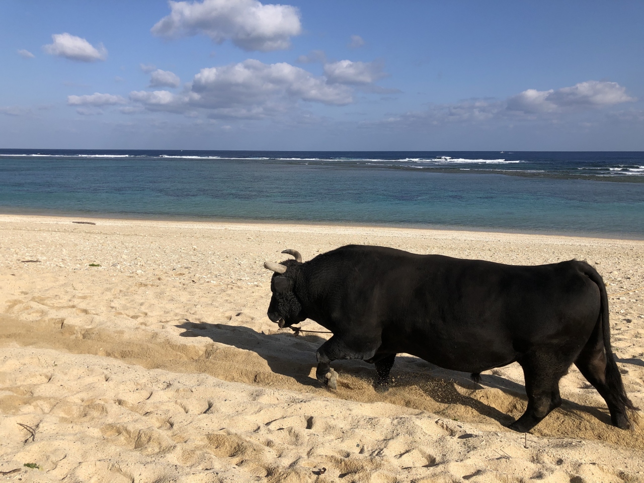 Jalパックで徳之島週末旅行 徳之島 鹿児島県 の旅行記 ブログ By Wakabunさん フォートラベル Jalパックで徳之島週末旅行 徳之島 鹿児島県 の旅行記 ブログ By Wakabunさん フォートラベル