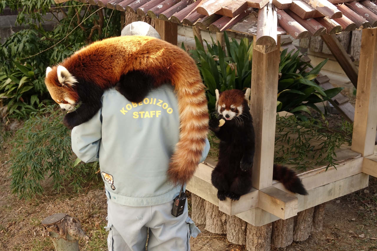 王子動物園 緊急事態宣言再発令の前に 王子ズーへ季節限定名物w看板レッサーパンダを見に行きました 御影 灘 兵庫県 の旅行記 ブログ By Jilllucaさん フォートラベル 王子動物園 緊急事態宣言再発令の前に 王子ズーへ季節限定名物w看板レッサーパンダを見に行きました 御影 灘 兵庫県 の旅行記 ブログ By Jilllucaさん フォートラベル