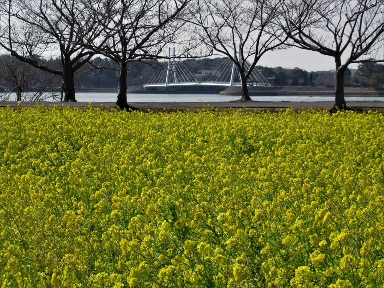2021年2月 山口県 宇部市 その2 ときわ公園内散歩と湖畔の菜の花を見に行きました 宇部 小野田 山口県 の旅行記 ブログ By イロコさん フォートラベル 2021年2月 山口県 宇部市 その2 ときわ公園内散歩と湖畔の菜の花を見に行きました 宇部 小野田 山口県 の旅行記 ブログ By イロコさん フォートラベル