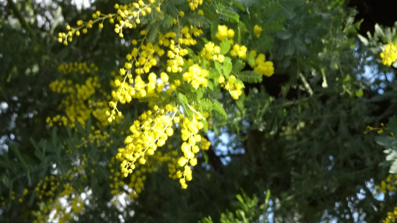 ミモザの花を探して街中を徘徊 午後編 宝塚 兵庫県 の旅行記 ブログ By Hn11さん フォートラベル