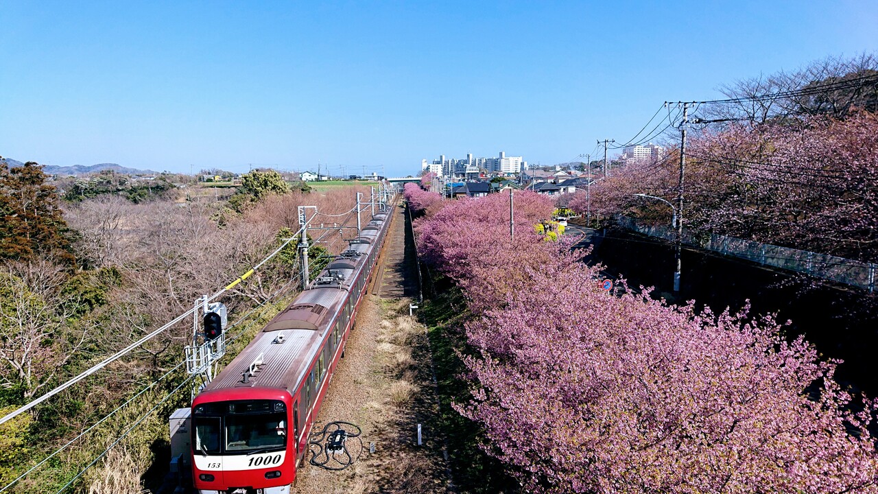 河津 桜 半島 三浦 てくてくカメラ