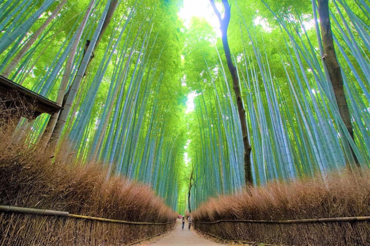 ２０２０初夏の京都嵐山竹林の旅 嵐山 嵯峨野 太秦 桂 京都 の旅行記 ブログ By ダンディ６０さん フォートラベル