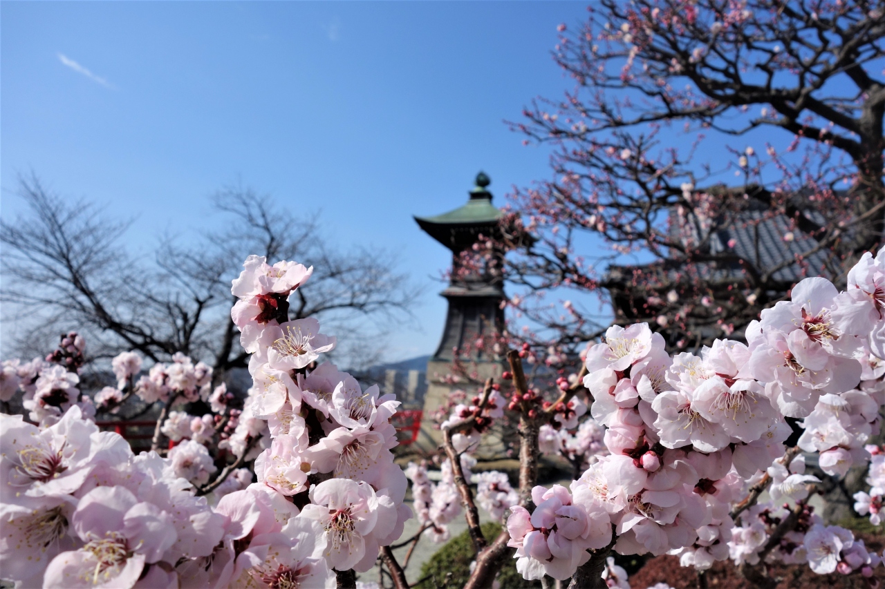 春が来た ２０２１中山寺梅林 宝塚 兵庫県 の旅行記 ブログ By Yokoさん フォートラベル