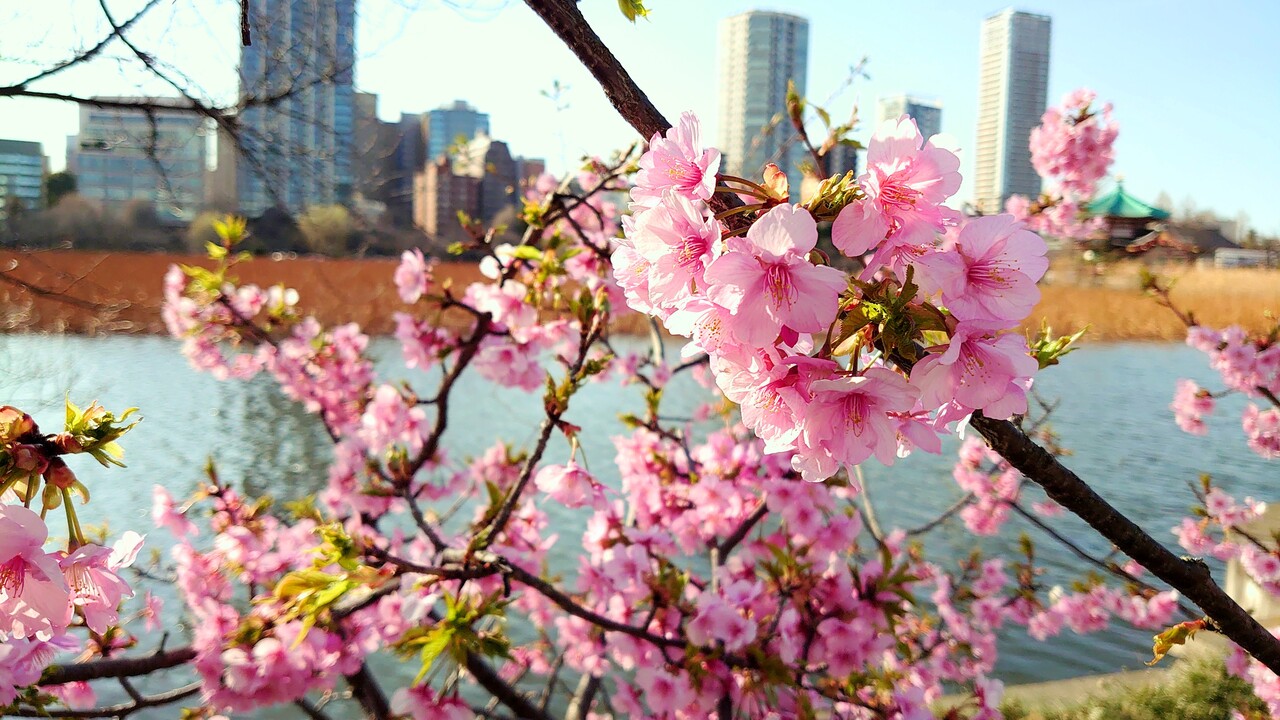 21年2月 東京 梅と桜めぐり 亀戸天神 錦糸公園 汐入公園 上野公園 湯島天神 東京の旅行記 ブログ By みみききさん フォートラベル