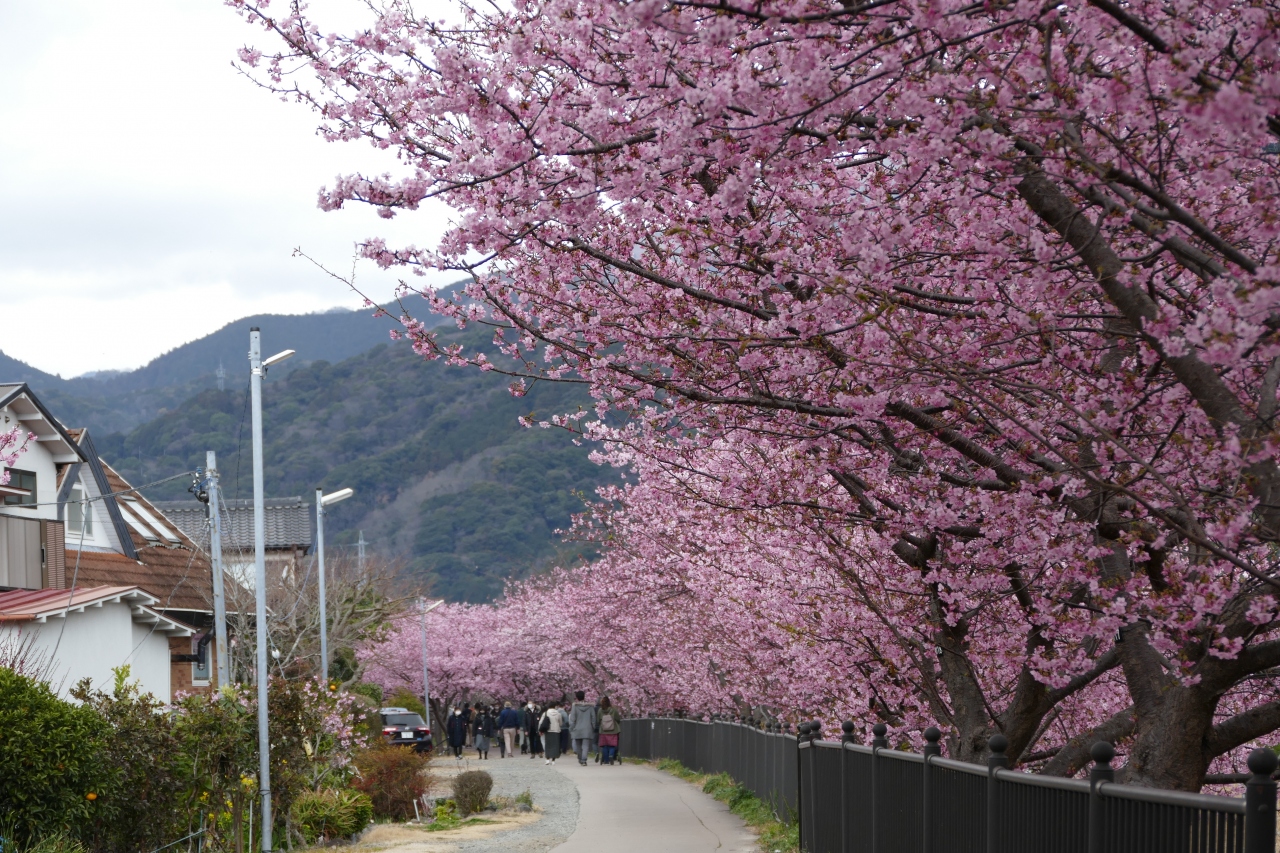 『緊急事態宣言中に行く 河津桜 ～ 感染対策をすれば大丈夫 ...