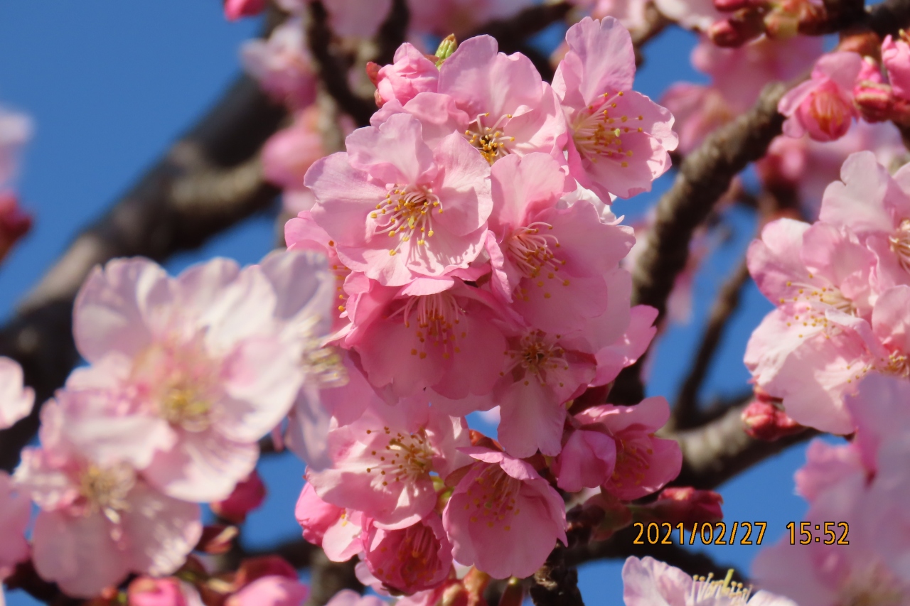 ふじみ野市鶴ケ岡中央通りの河津桜は見ごろになりました 埼玉県の旅行記 ブログ By Tsunetaさん フォートラベル