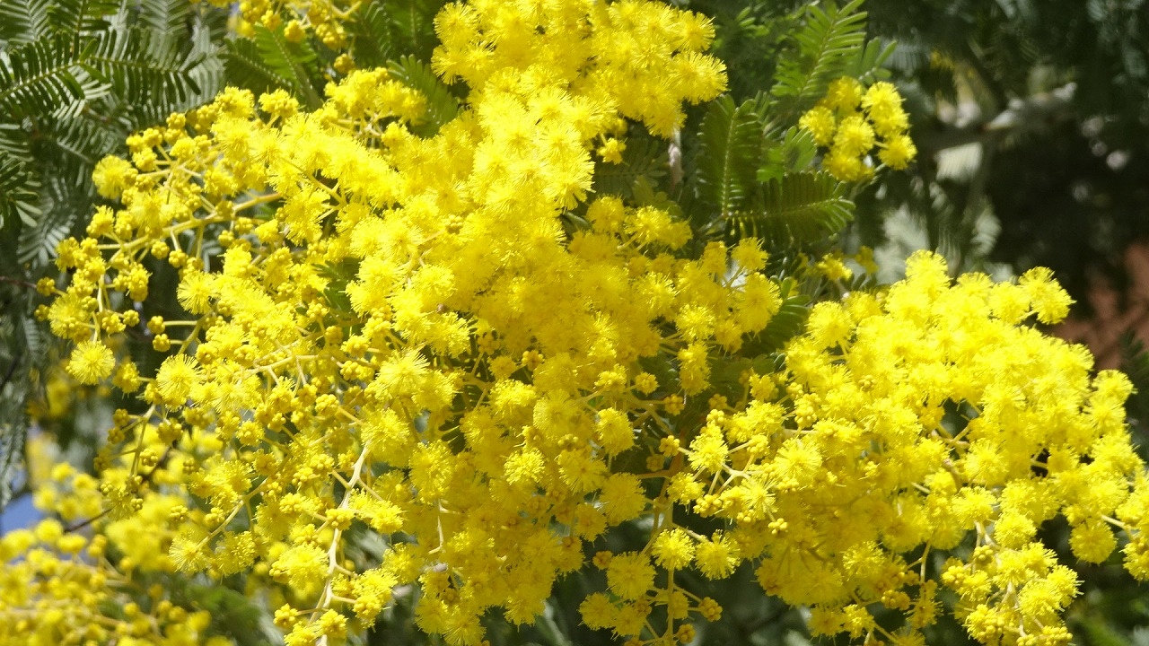 ゴンママが出掛けた留守番中の散歩は 河津桜を見に笹原公園と昆陽南公園へ その１ 伊丹 兵庫県 の旅行記 ブログ By Hn11さん フォートラベル