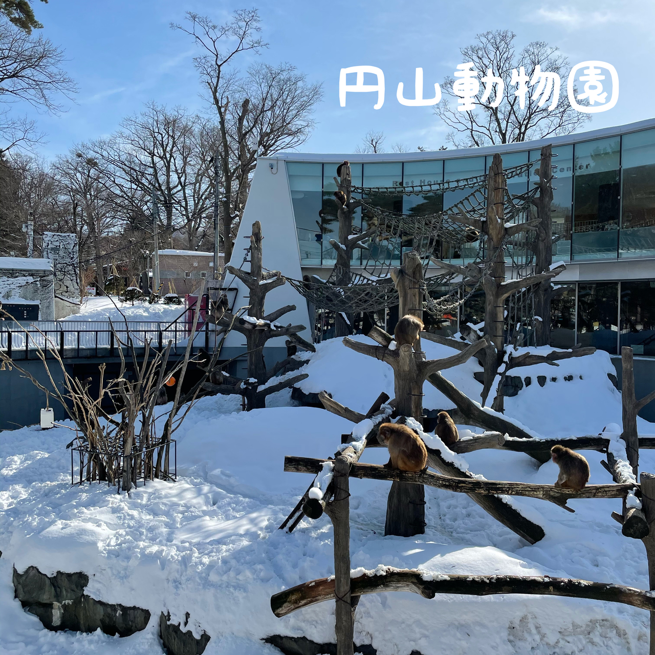 冬の円山動物園 ガレットが美味しいダニーズレストランへ 札幌 北海道 の旅行記 ブログ By ます子さん フォートラベル