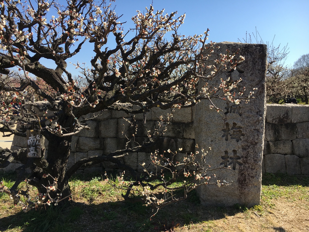 21年2月 大阪城梅林 大阪城 京橋 大阪 の旅行記 ブログ By Onuqaさん フォートラベル