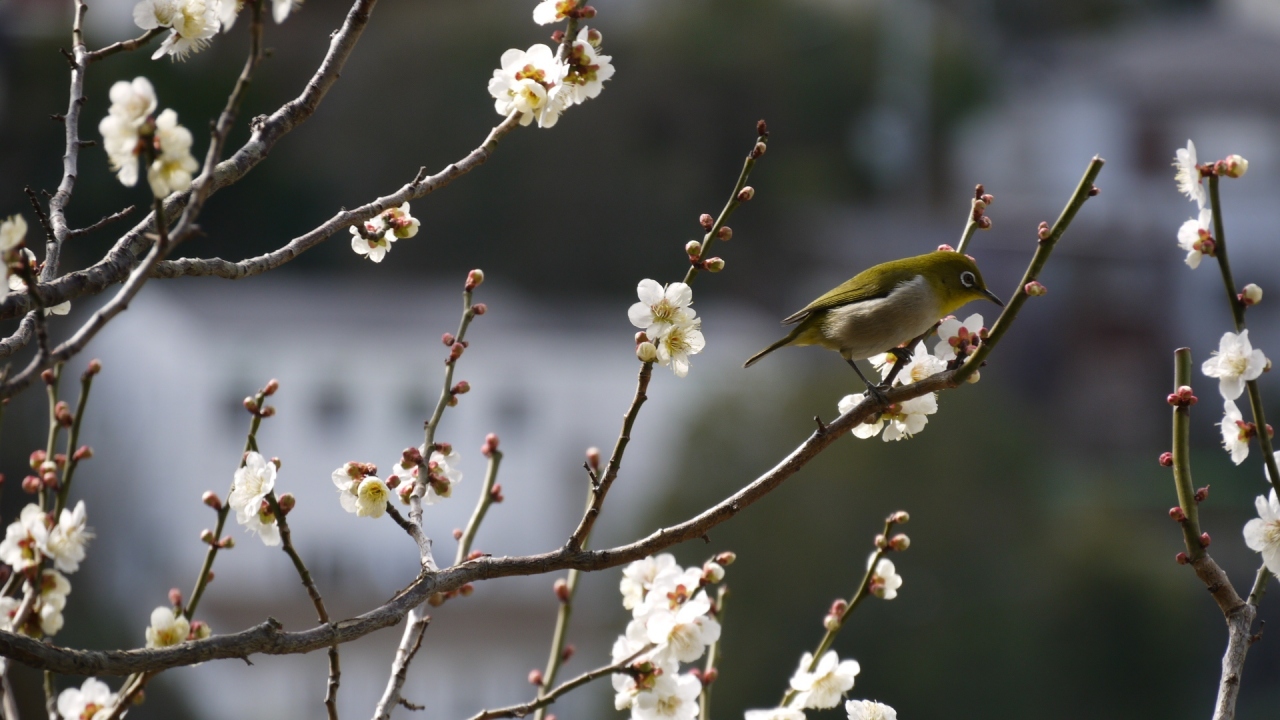 梅見日和は名犬日和 宝塚 兵庫県 の旅行記 ブログ By あまいみかんさん フォートラベル 梅見日和は名犬日和 宝塚 兵庫県 の旅行記 ブログ By あまいみかんさん フォートラベル