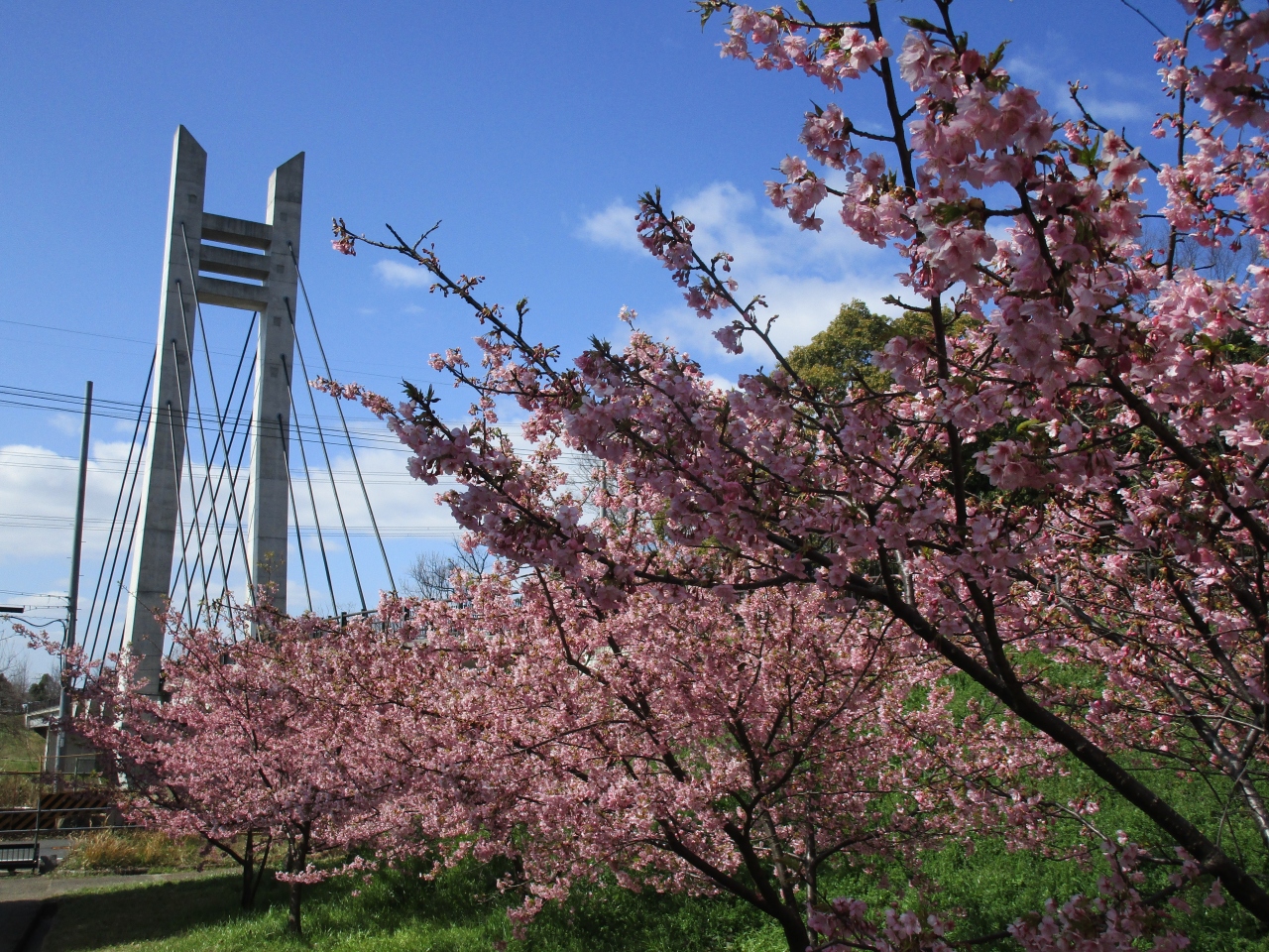 大阪でも河津桜21 そろそろ満開 寝屋川 枚方 交野 大阪 の旅行記 ブログ By またたびさん フォートラベル 大阪でも河津桜21 そろそろ満開 寝屋川 枚方 交野 大阪 の旅行記 ブログ By またたびさん フォートラベル