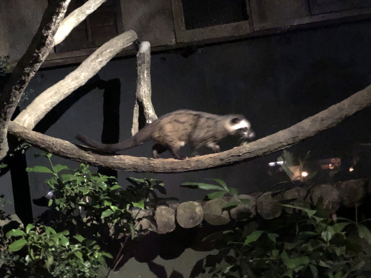 シンガポール街歩きとナイトサファリ シンガポール シンガポール の旅行記 ブログ By Alchemistさん フォートラベル