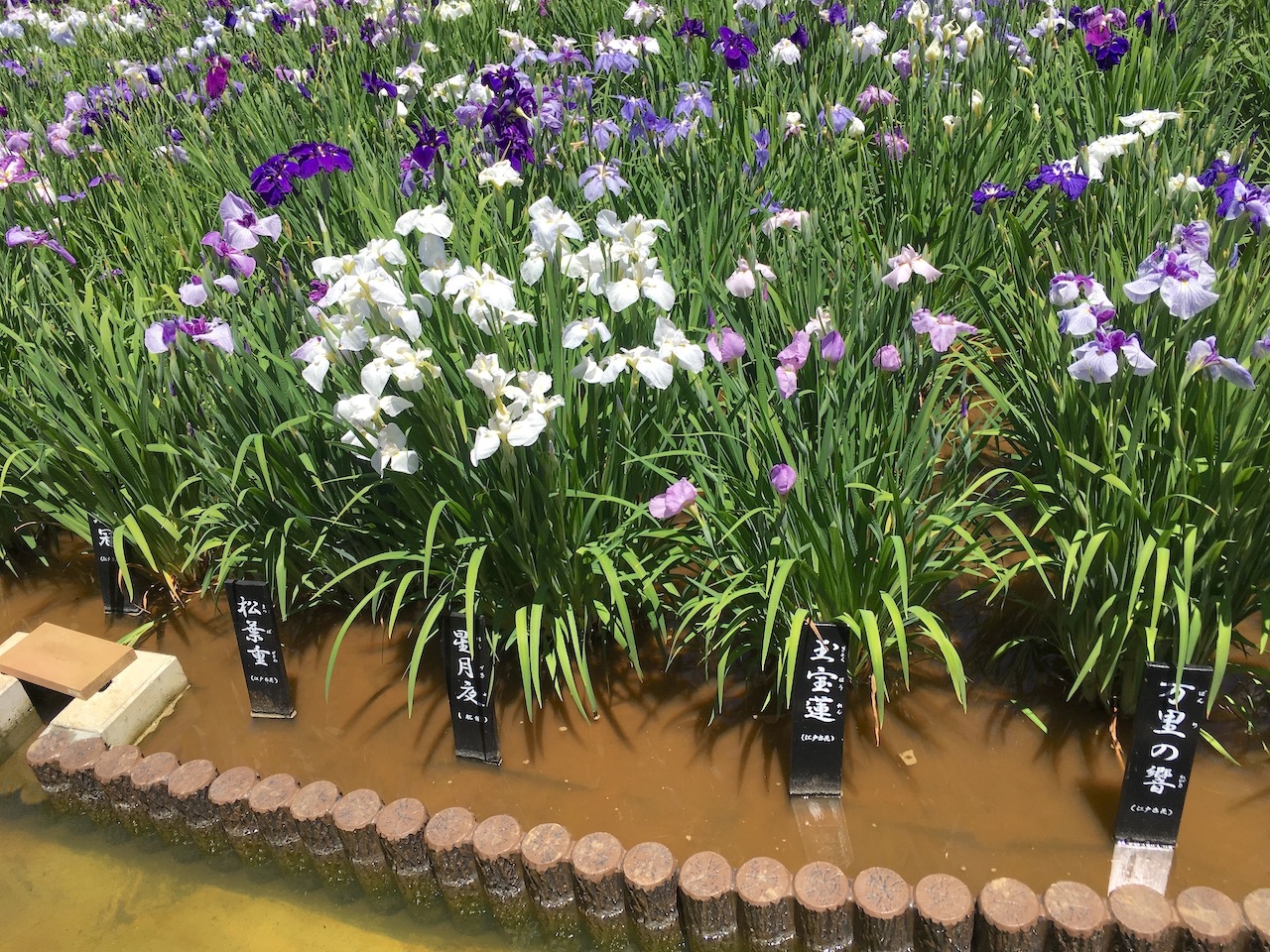 葛飾区 堀切菖蒲まつり 亀有 柴又 東京 の旅行記 ブログ By ふくいさんさん フォートラベル