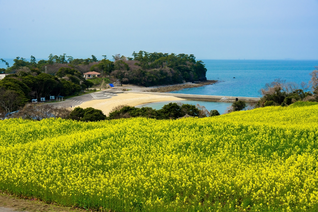 長崎鼻の菜の花 21 宇佐 豊後高田 大分県 の旅行記 ブログ By 気まぐれなデジカメ館さん フォートラベル 長崎鼻の菜の花 21 宇佐 豊後高田 大分県 の旅行記 ブログ By 気まぐれなデジカメ館さん フォートラベル