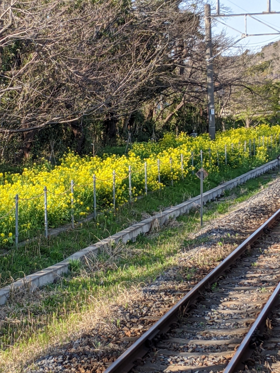 春ですね 仕事半分 旅半分 南房総へ 富津 千葉県 の旅行記 ブログ By Tamuさん フォートラベル