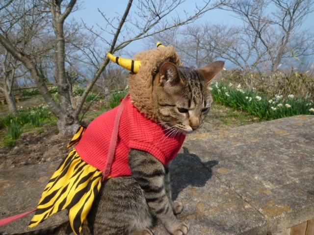 そうだ どっかの島に行ってみよう 瀬戸内散歩 高松市男木島 女木島編 香川県の旅行記 ブログ By Karubiさん フォートラベル