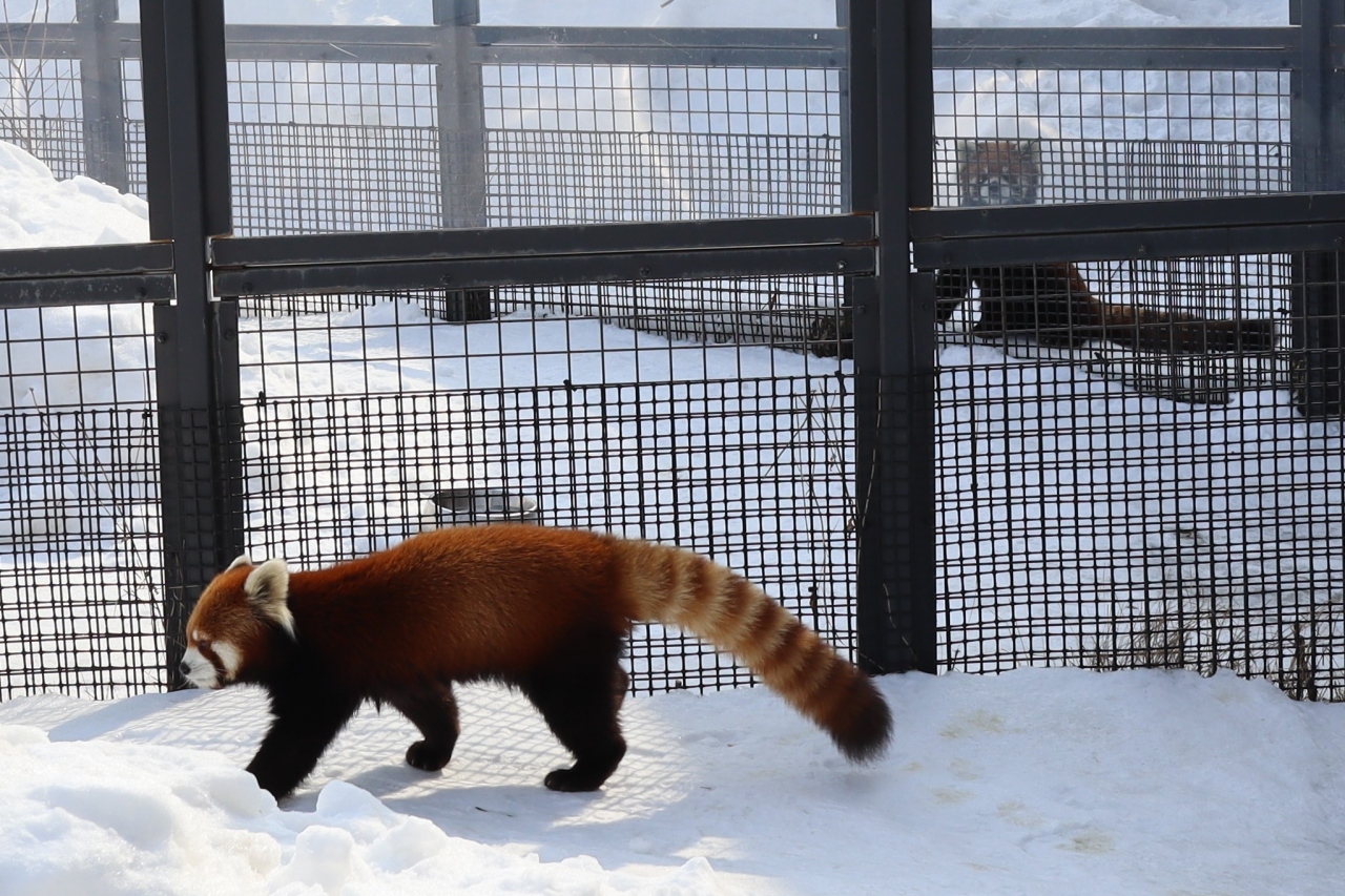札幌市円山動物園は開園７０周年 札幌 北海道 の旅行記 ブログ By 東京おやじっちさん フォートラベル