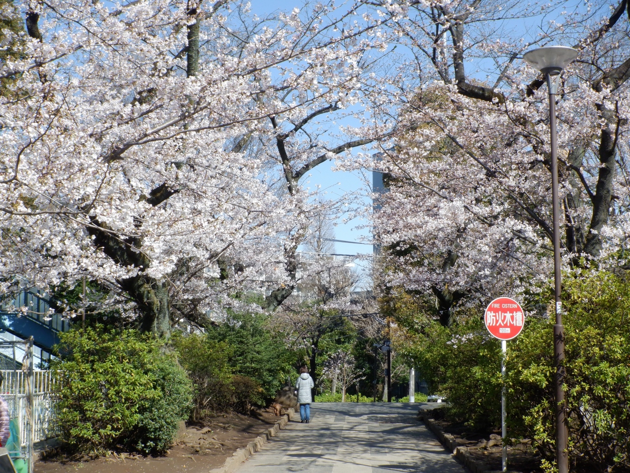 ｌ ｍａｒ ２０２１ プチ花見 中野区北部の桜 中野 東京 の旅行記 ブログ By ドルフィンさん フォートラベル