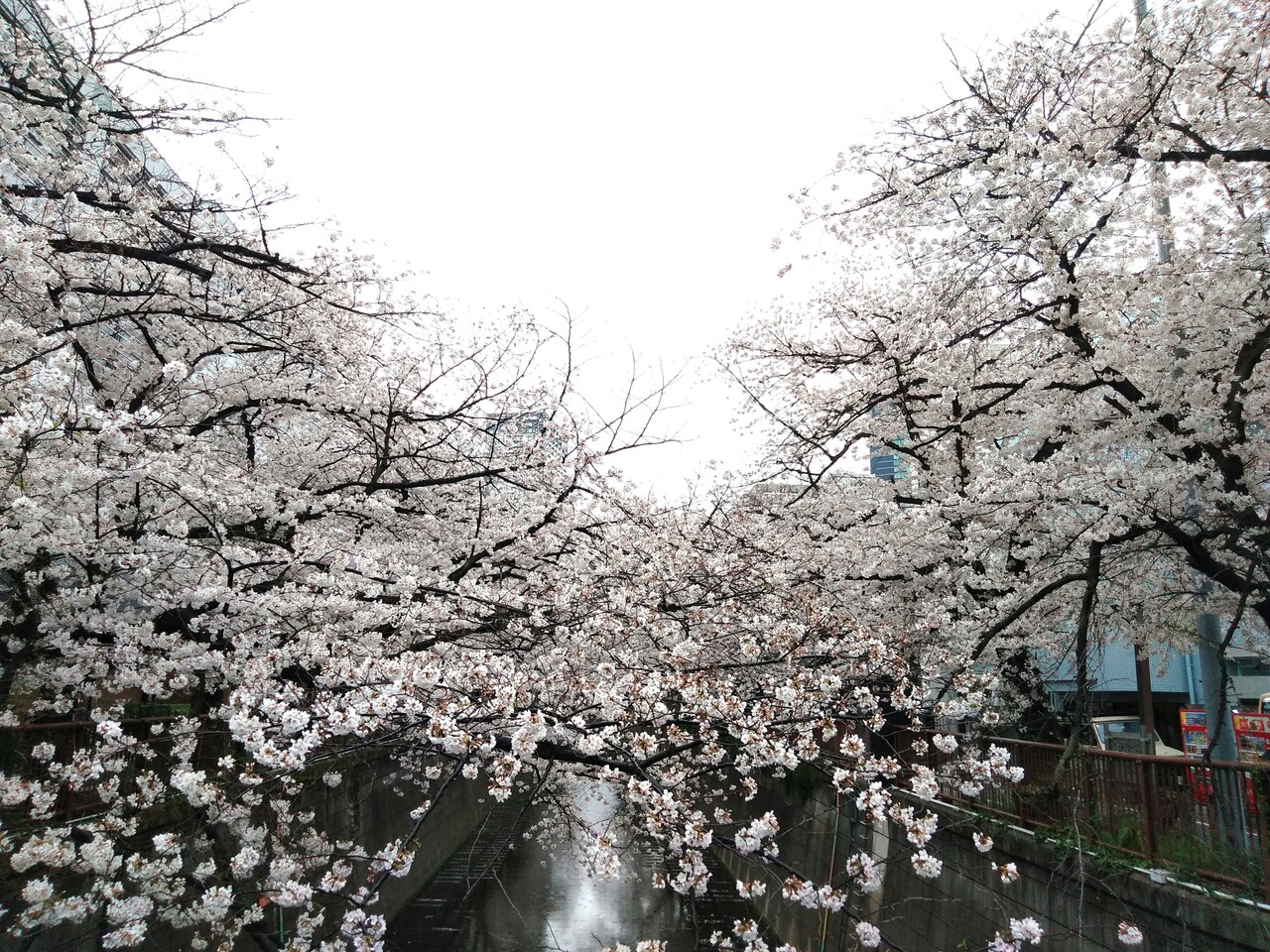 21年の桜 やっぱり中目 目黒川 は外せない 元住吉 溝の口の桜も合わせて 中目黒 祐天寺 東京 の旅行記 ブログ By きーぽーさん フォートラベル