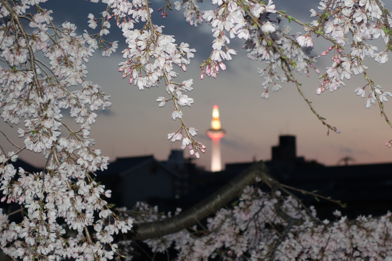 2 京都 京都タワー写せへんかなと 夕暮れから川端通りを行ったり来たり 京都駅周辺 京都 の旅行記 ブログ By Hhbさん フォートラベル 2 京都 京都タワー写せへんかなと 夕暮れから川端通りを行ったり来たり 京都駅周辺 京都 の旅行記 ブログ By Hhbさん フォートラベル
