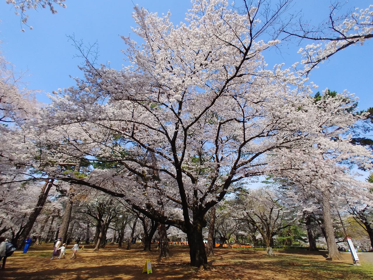 大宮公園で純粋に花見を堪能 大宮 埼玉県 の旅行記 ブログ By タクタクさん フォートラベル 大宮公園で純粋に花見を堪能 大宮 埼玉県 の旅行記 ブログ By タクタクさん フォートラベル