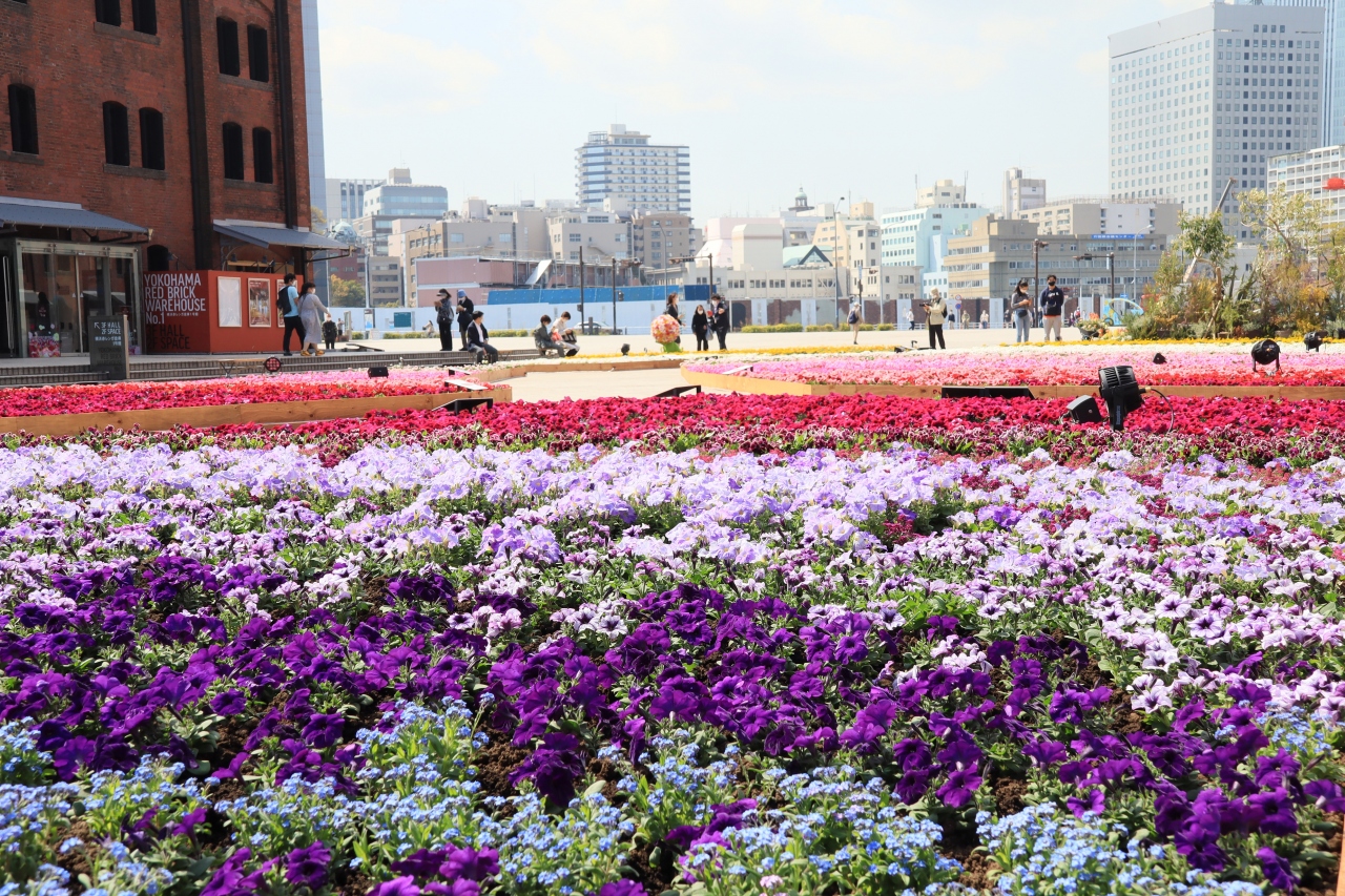 みなと横浜 春の花散歩 神奈川県の旅行記 ブログ By Oakatさん フォートラベル