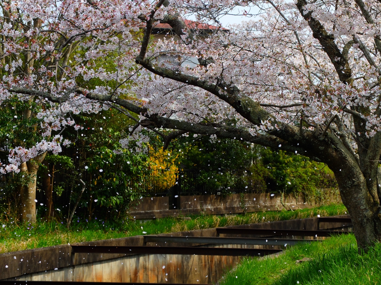 さくらふぶき 八街 富里 千葉県 の旅行記 ブログ By Nomadic Dreamさん フォートラベル さくらふぶき 八街 富里 千葉県 の旅行記 ブログ By Nomadic Dreamさん フォートラベル