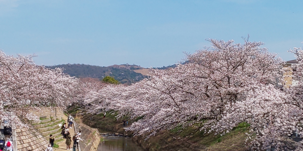桜まつり 奈良市 奈良県 の旅行記 ブログ By Ekoさん フォートラベル 桜まつり 奈良市 奈良県 の旅行記 ブログ By Ekoさん フォートラベル