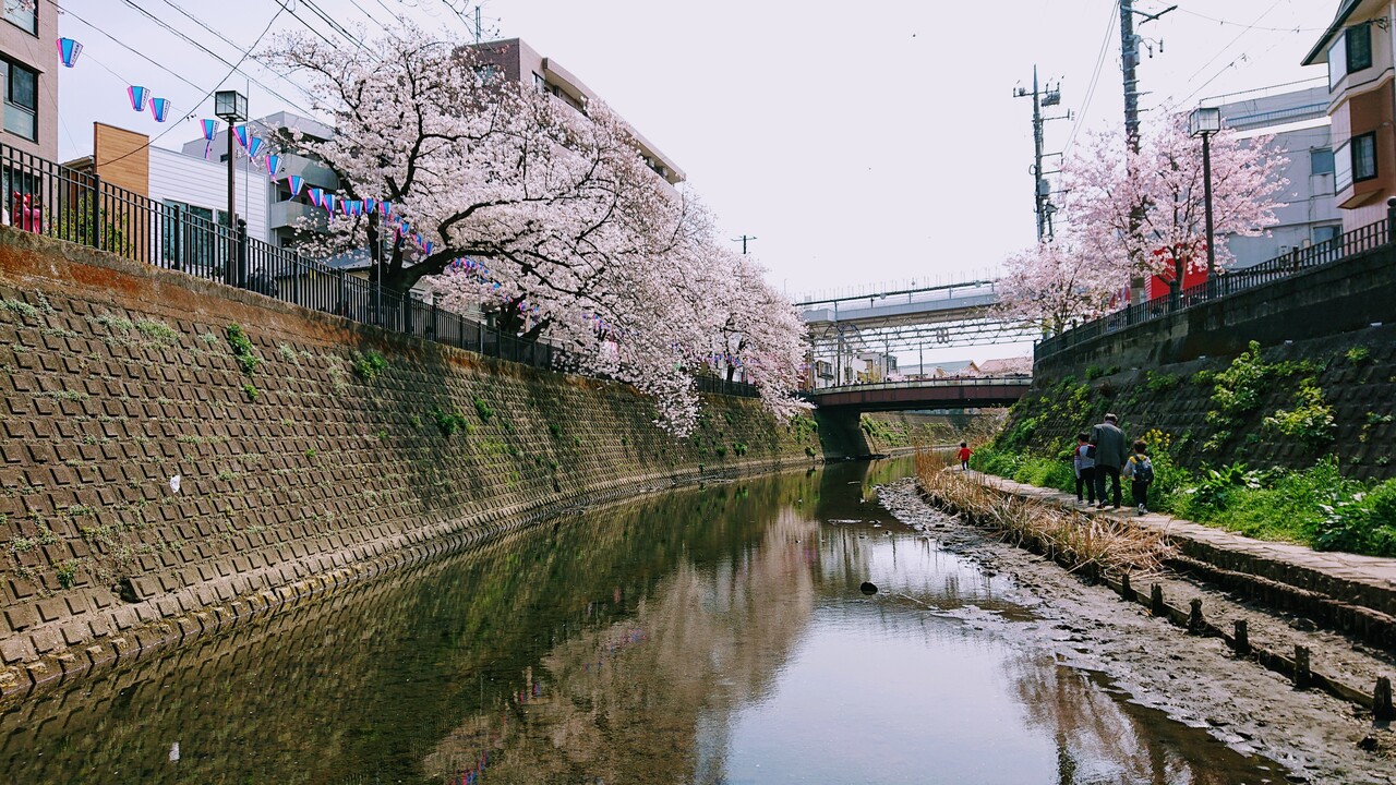 大岡川の桜21 東神奈川 保土ヶ谷 弘明寺 神奈川県 の旅行記 ブログ By わんこさん フォートラベル 大岡川の桜21 東神奈川 保土ヶ谷 弘明寺 神奈川県 の旅行記 ブログ By わんこさん フォートラベル