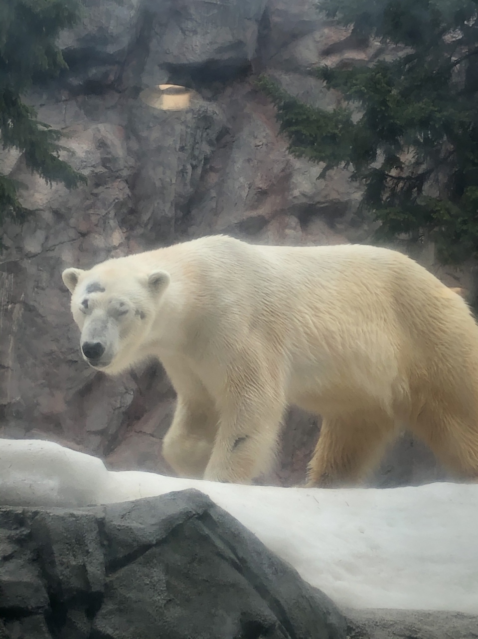 北海道うまいもん旅行21 旭山動物園ツアー編 北海道の旅行記 ブログ By Awazoさん フォートラベル 北海道うまいもん旅行21 旭山動物園ツアー編 北海道の旅行記 ブログ By Awazoさん フォートラベル
