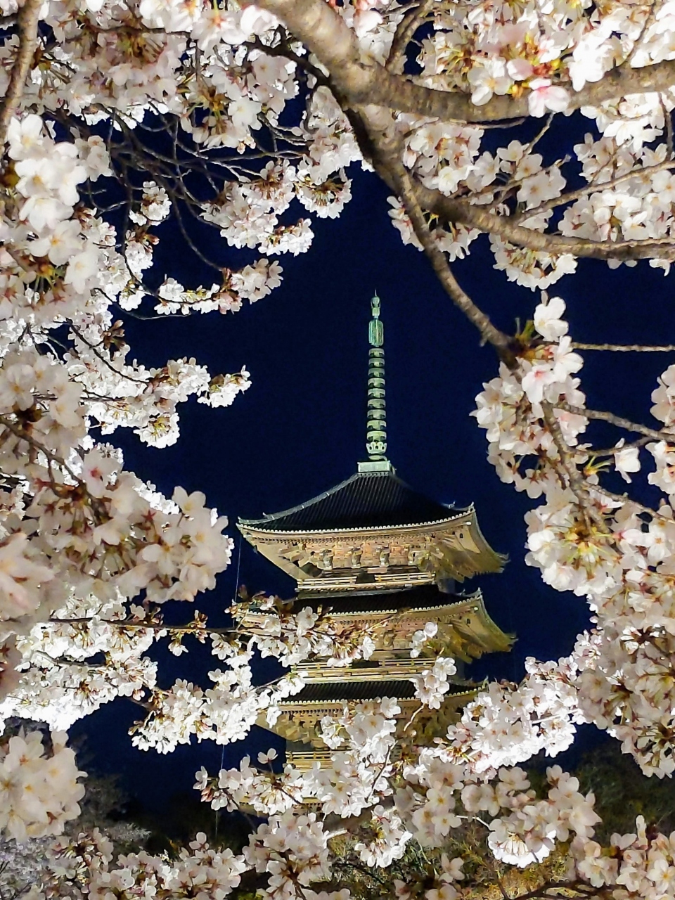 東寺の桜ライトアップが異次元の美しさだった件 京都駅周辺 京都 の旅行記 ブログ By 文月さん フォートラベル