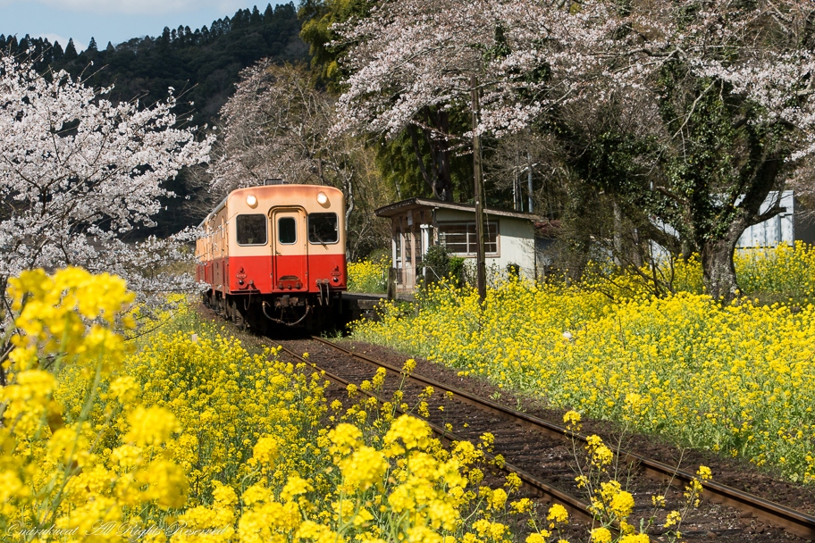 房総半島横断 養老渓谷 千葉県 の旅行記 ブログ By Mirukuさん フォートラベル 房総半島横断 養老渓谷 千葉県 の旅行記 ブログ By Mirukuさん フォートラベル