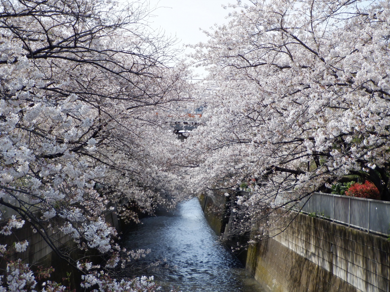 ｌ ｍａｒ ２０２１ プチ花見 東中野付近の桜 中野 東京 の旅行記 ブログ By ドルフィンさん フォートラベル