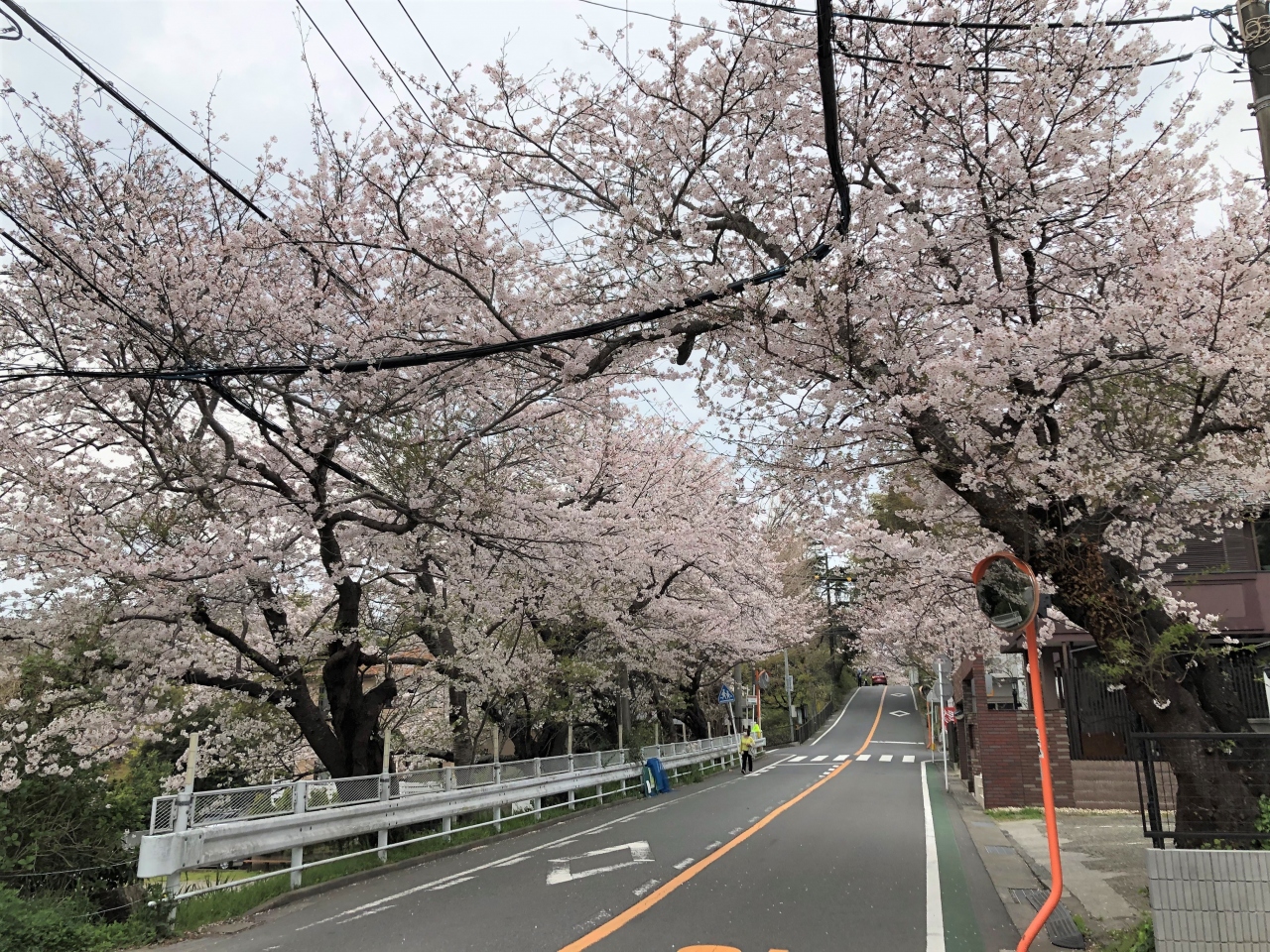 鎌倉山のさくら並木 鎌倉 神奈川県 の旅行記 ブログ By ムーミン３さん フォートラベル