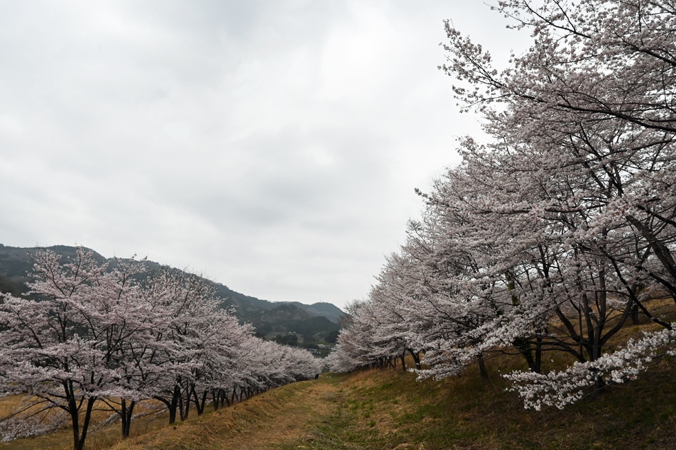 東秩父でお花を愛でて 歩いて 秩父 埼玉県 の旅行記 ブログ By ハイジ母さんさん フォートラベル 東秩父でお花を愛でて 歩いて 秩父 埼玉県 の旅行記 ブログ By ハイジ母さんさん フォートラベル