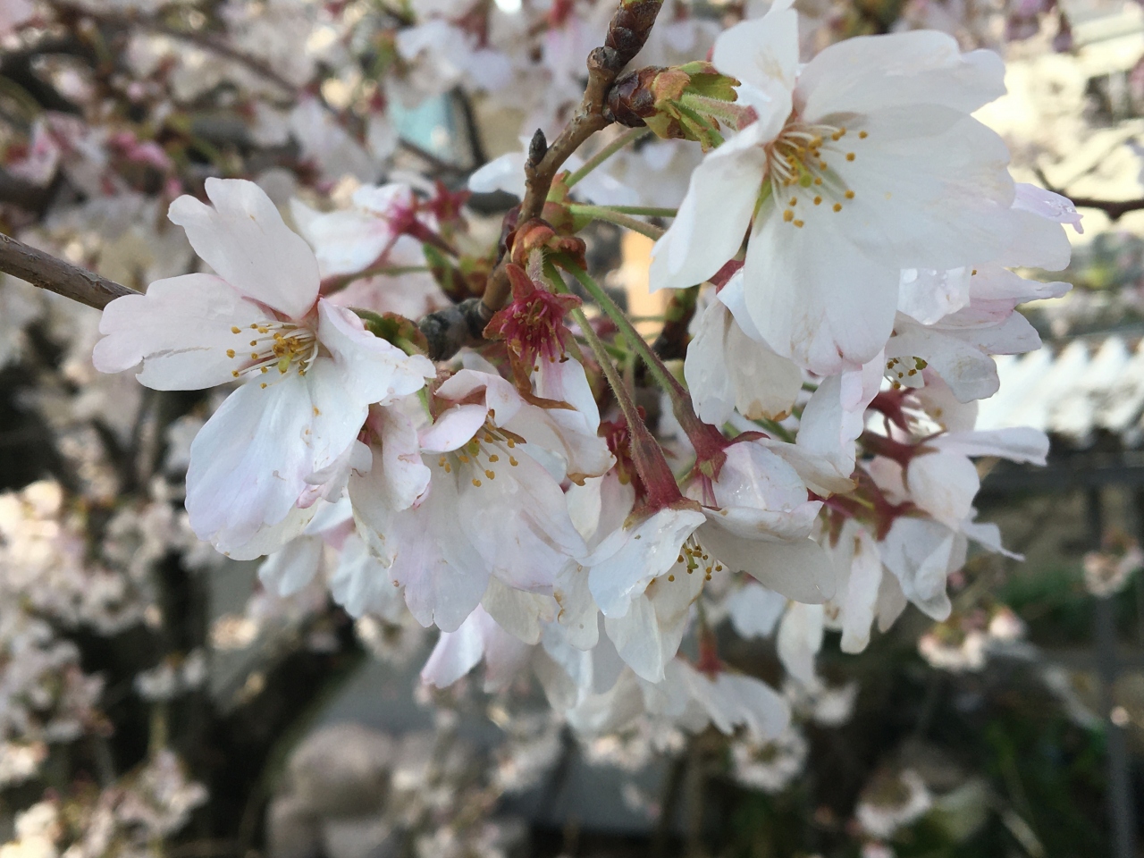 21年の桜 海蔵川 四日市 三重県 の旅行記 ブログ By 夏子の探検さん フォートラベル