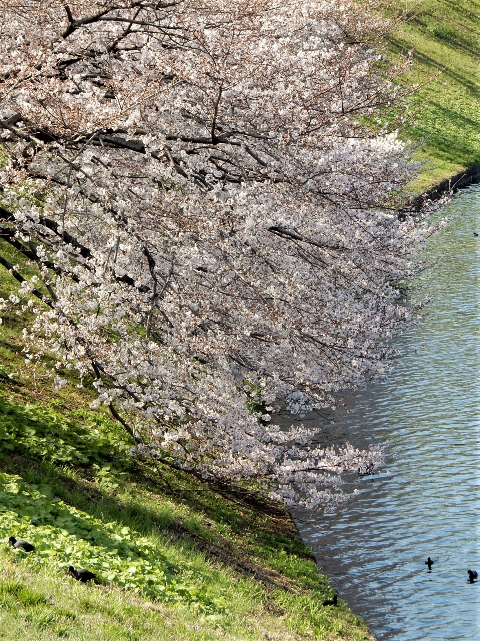 春をさがしに 日比谷公園 国立劇場 千鳥ヶ淵公園 さんぽ 21 銀座 有楽町 日比谷 東京 の旅行記 ブログ By 旅姿さん フォートラベル