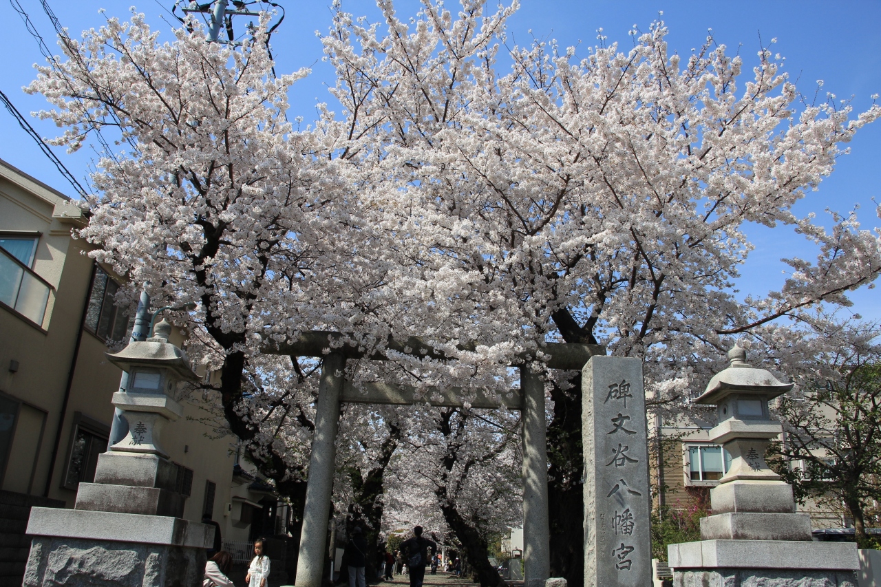 2021年03月お花見散歩:清水池公園、円融寺、碑文谷八幡宮、碑文谷公園他
