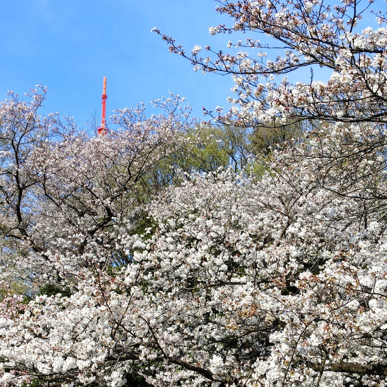 21年 2月 神奈川 鶴見 ここは桃源郷 満開の桜が咲き誇る三ツ池公園でお花見散歩 鶴見 神奈川県 の旅行記 ブログ By マサラさん フォートラベル 21年 2月 神奈川 鶴見 ここは桃源郷 満開の桜が咲き誇る三ツ池公園でお花見散歩 鶴見 神奈川県 の旅行記 ブログ By マサラさん フォートラベル