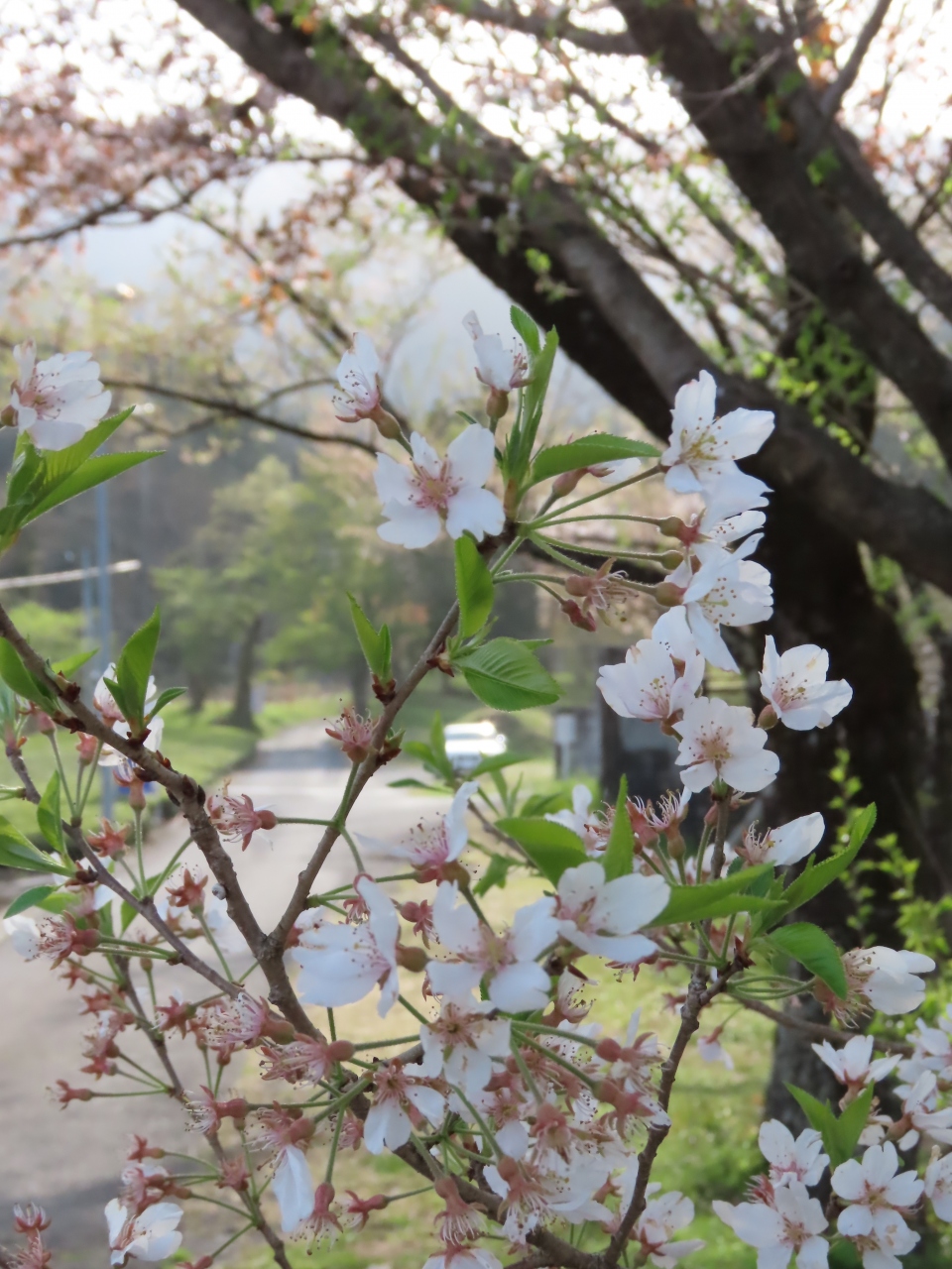 霞間ヶ渓 岐阜県揖斐郡池田町 揖斐川 岐阜県 の旅行記 ブログ By てらぴ さん フォートラベル