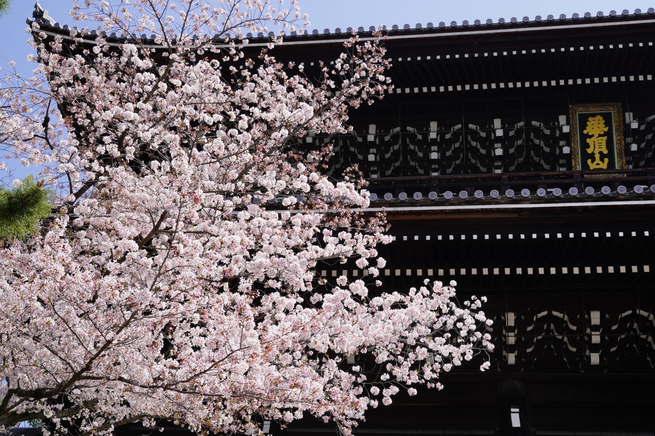 3 京都 そ言えば こちらも綺麗やったっけ と 知恩院の桜も観に寄りましょう 東山 祇園 北白川 京都 の旅行記 ブログ By Hhbさん フォートラベル 3 京都 そ言えば こちらも綺麗やったっけ と 知恩院の桜も観に寄りましょう 東山 祇園 北白川 京都 の旅行記 ブログ By Hhbさん フォートラベル